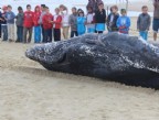 Filhote de baleia Jubarte é encontrada no Rincão