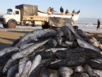 Feira da Agricultura Familiar e Pesca será lançada neste sábado